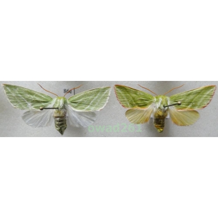 Pseudoips prasinana (Linnaeus, 1758) pair Poland86e